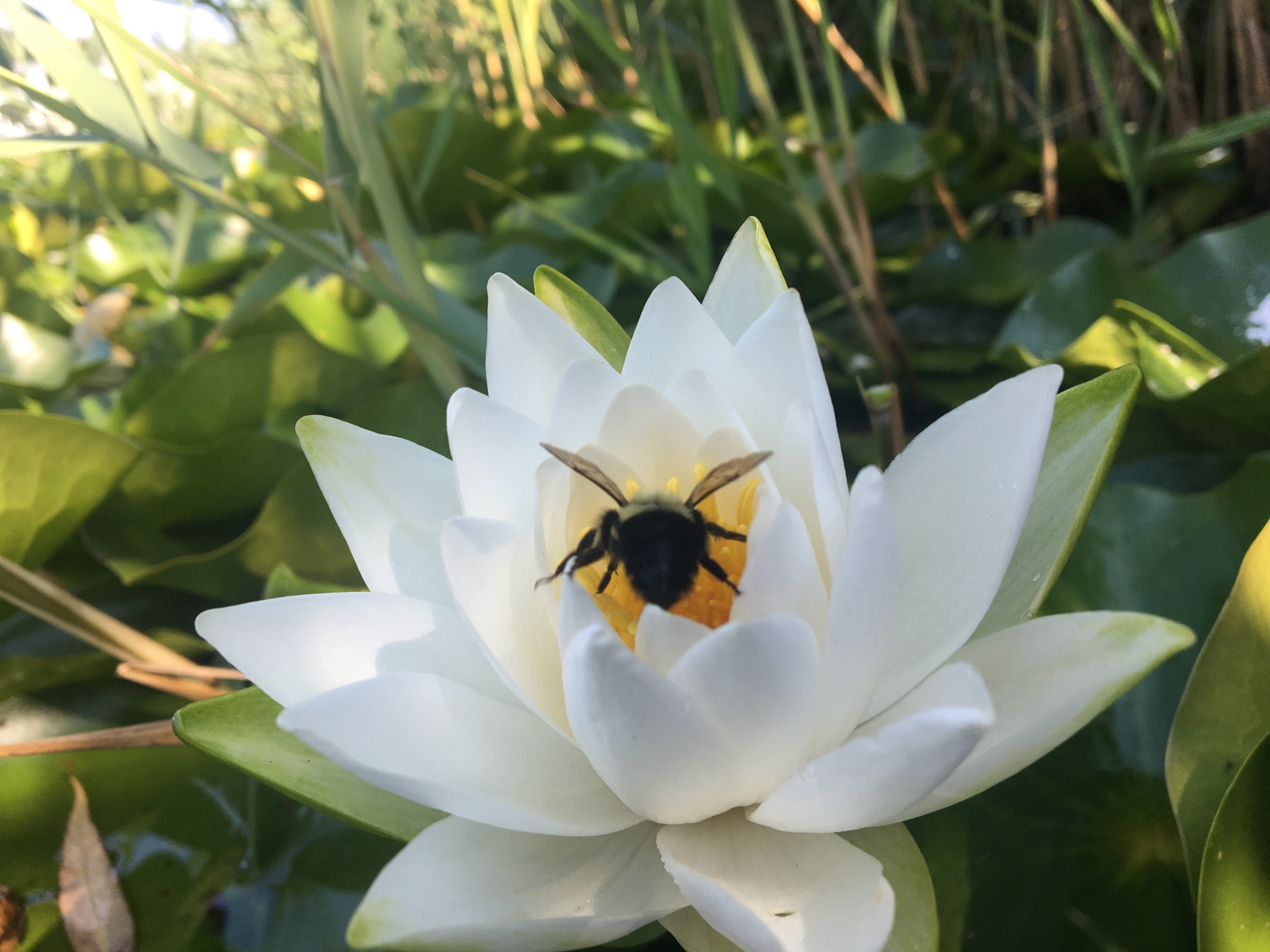 A bee entering the golden center of a white water lily